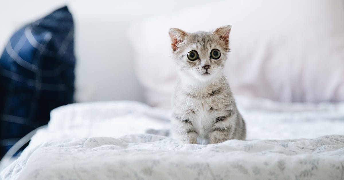 Gray and White Kitten on White Bed