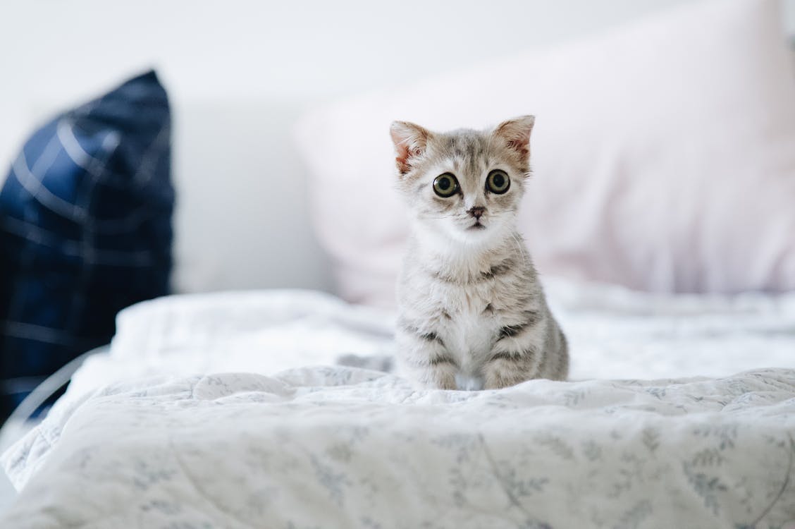 Gray and White Kitten on White Bed