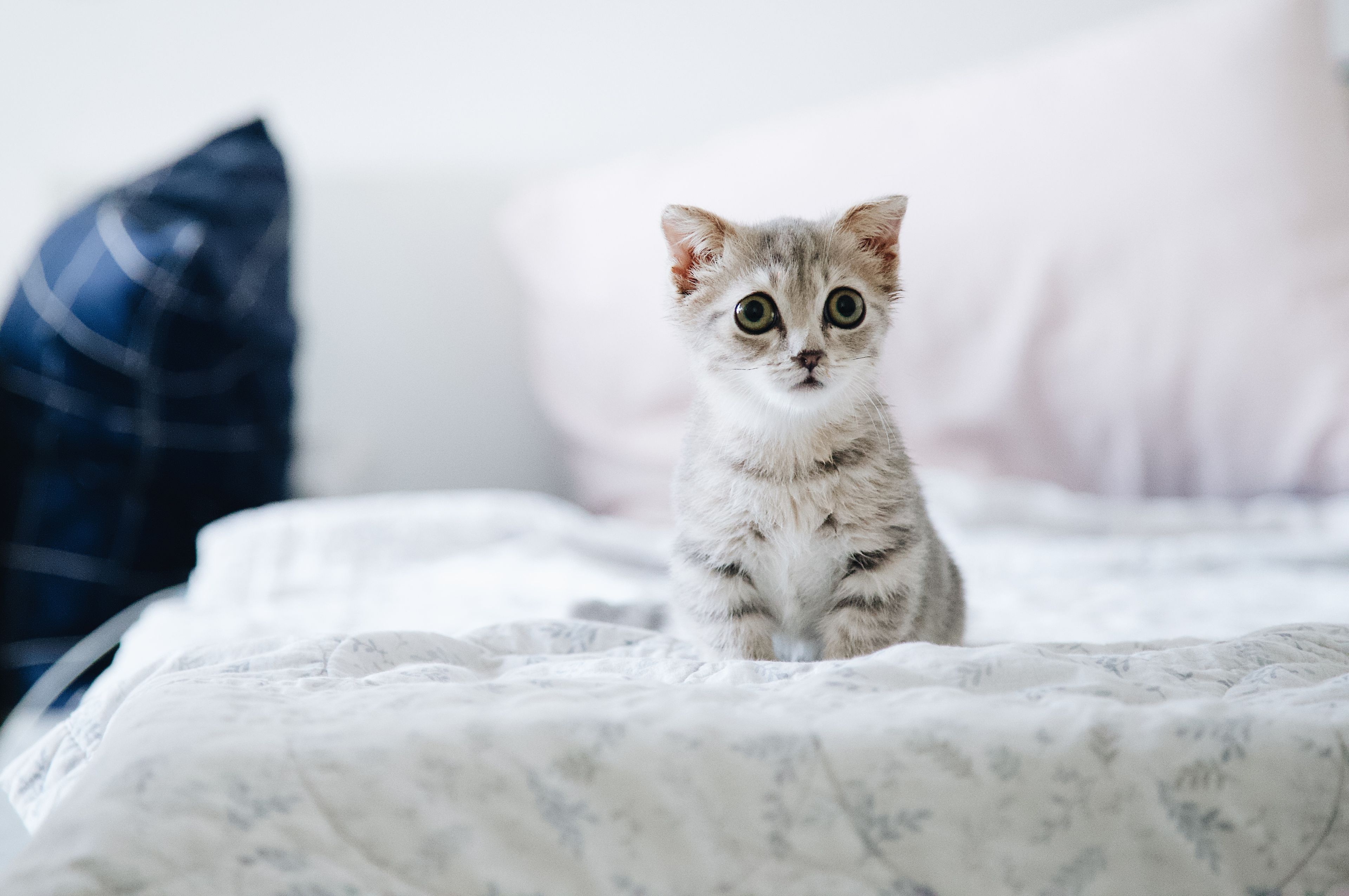A kitten settled in on the bed