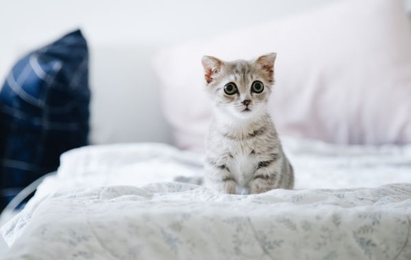 Keeping an indoor cat happy in a small apartment