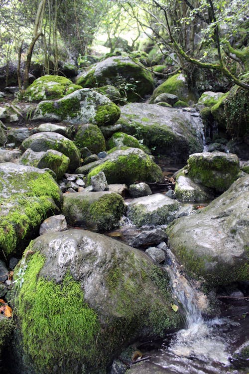 A stream with moss and rocks in the woods