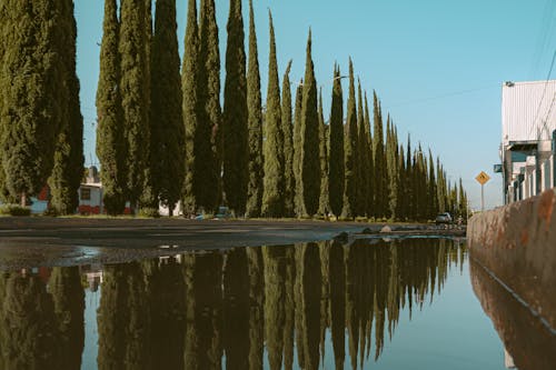 Бесплатное стоковое фото с вода, деревья, жидкий
