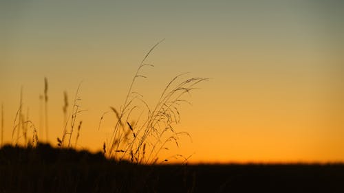 Silhouetted Grass at Golden Sunset