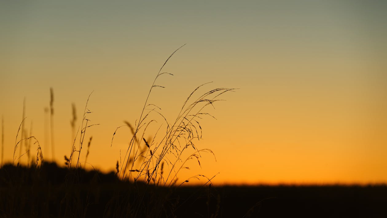 Silhouetted Grass at Golden Sunset