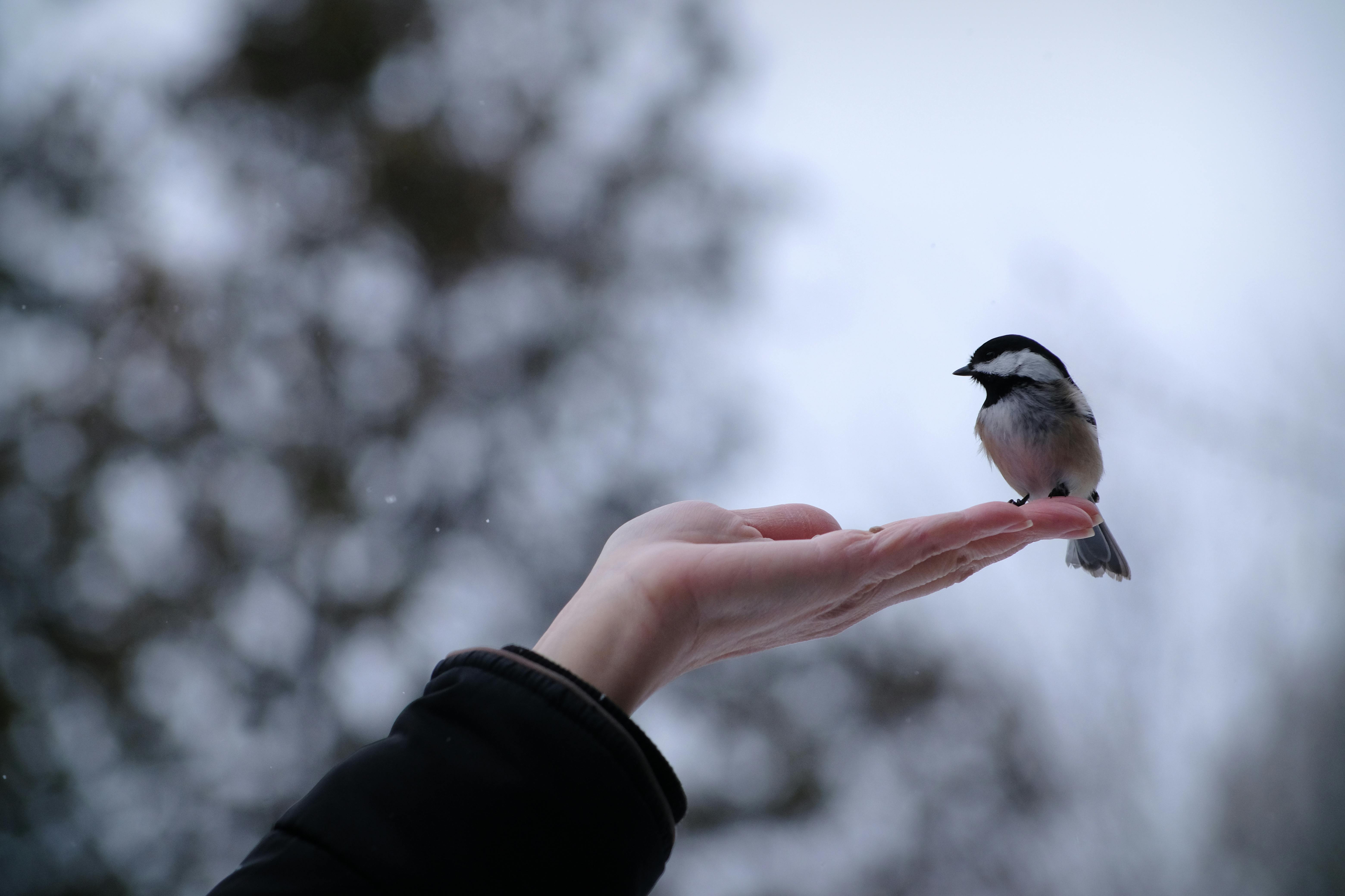 Free Chickadee resting on someone's hand on a wintery day Stock Photo