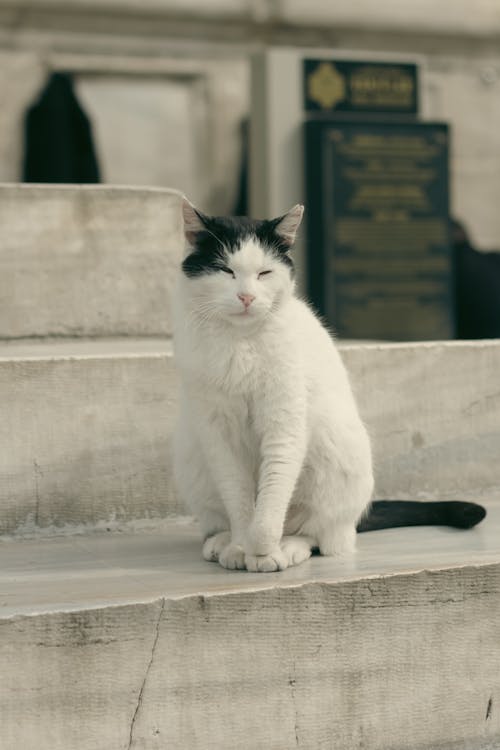 A black and white cat sitting on some steps