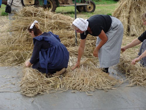 Imagine de stoc gratuită din recolta olanda, zi de recoltare, ziua istorică a recoltei în lhee