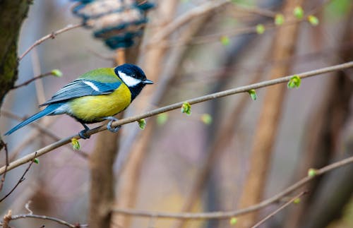 natureworld, parus major, 伟大的山雀 的 免费素材图片