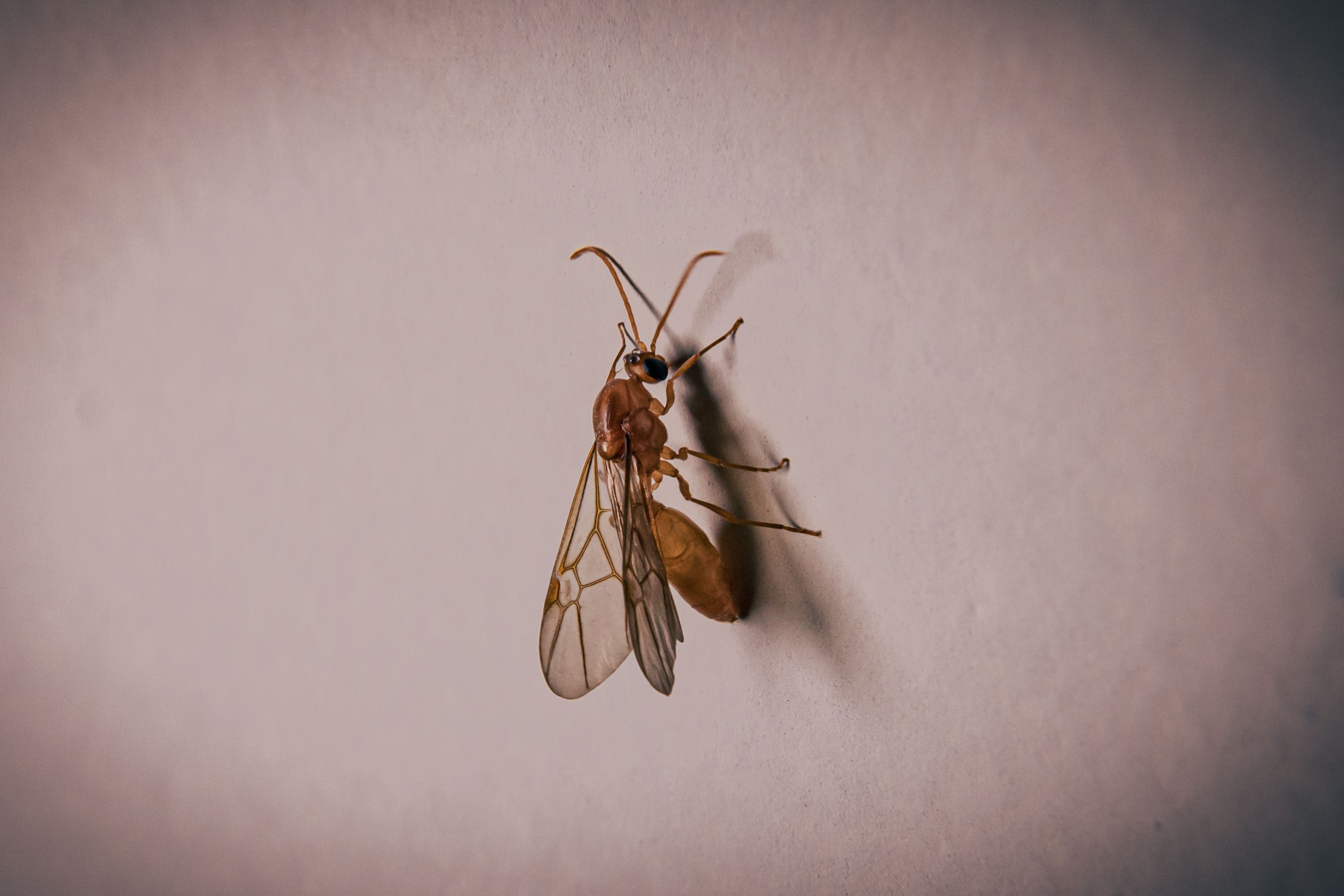 Close-up macro photograph of an insect on a white surface in Brasília, Brazil.
