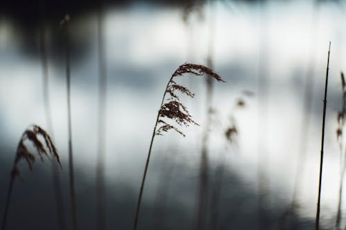 Brown Wheat in Close Up Photography