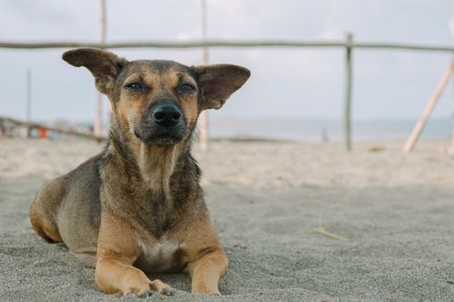 Free Brown dog lying on the beach with a fence backdrop, exuding tranquility. Stock Photo