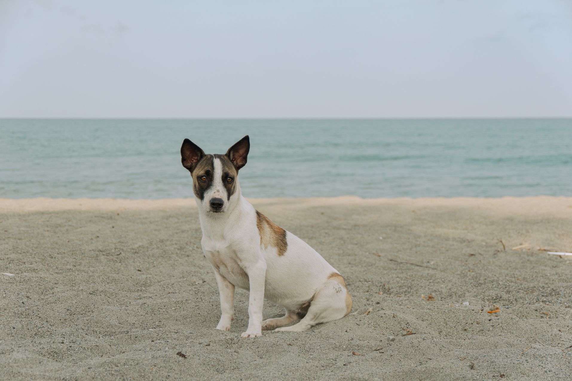 Dog Appeasing Pheromone Reducing Canine Stress And Anxiety Photo Inspiration