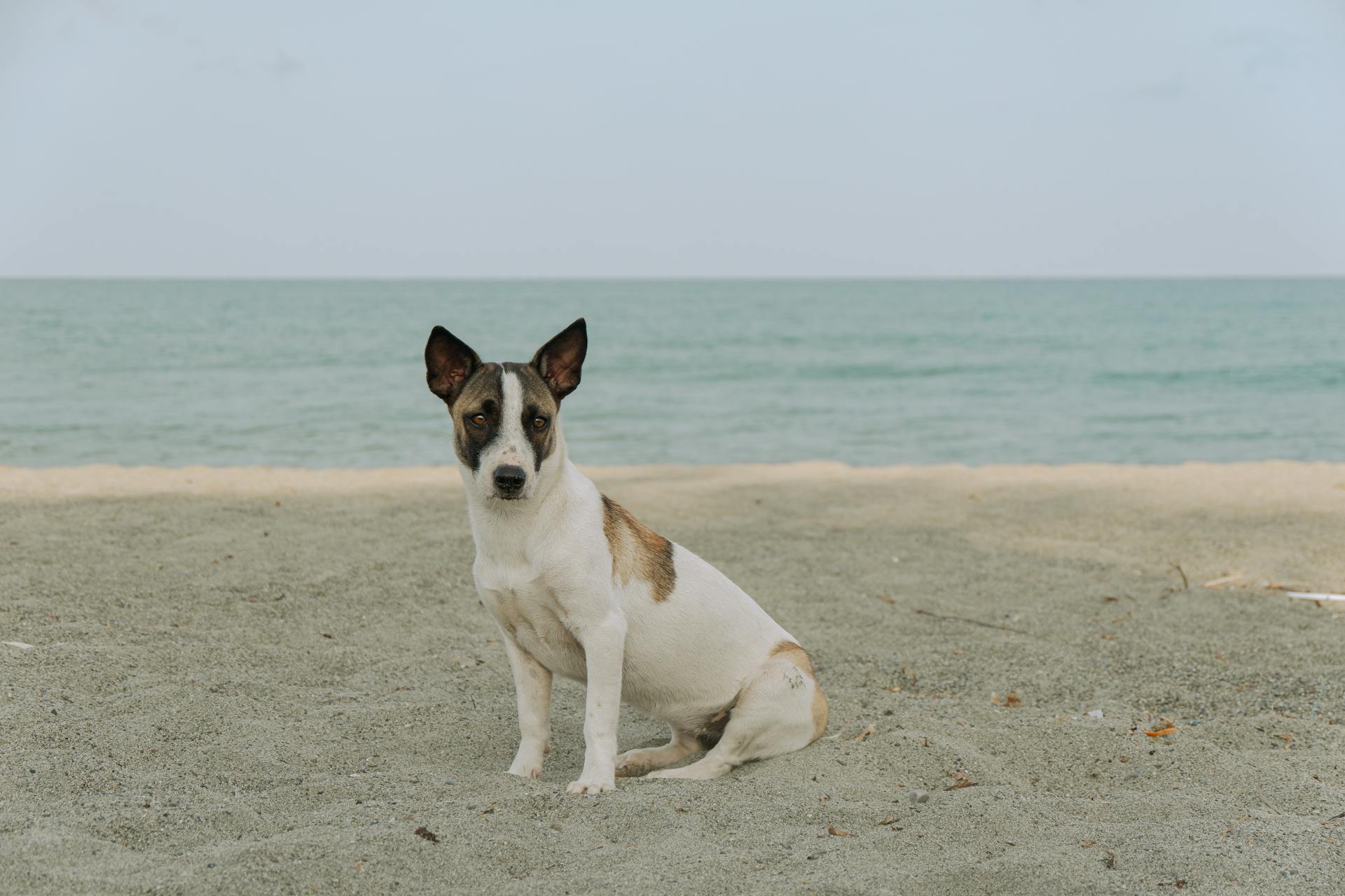 Dog on a Sunny Beach