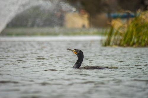 Great Cormorant on Lake