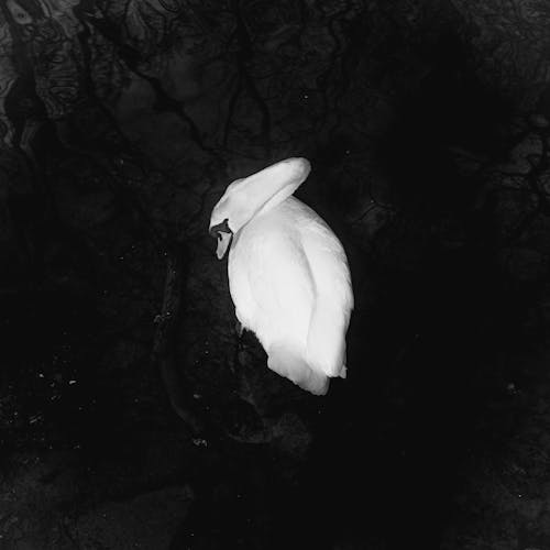 Darmowe zdjęcie z galerii z biały łabędź, czarno-biały, fotografia przyrodnicza