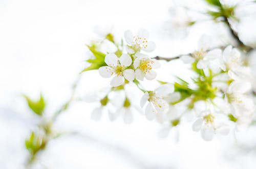 100 000 Best White Flowers Photos 100 Free Download Pexels Stock Photos