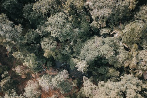 คลังภาพถ่ายฟรี ของ จากข้างบน, ต้นไม้, ป่า
