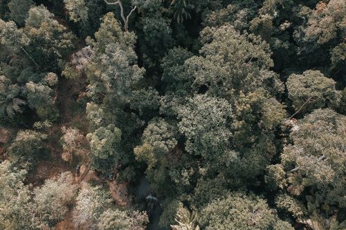 Free Aerial view of dense forest showcasing vibrant green foliage and natural landscape. Stock Photo