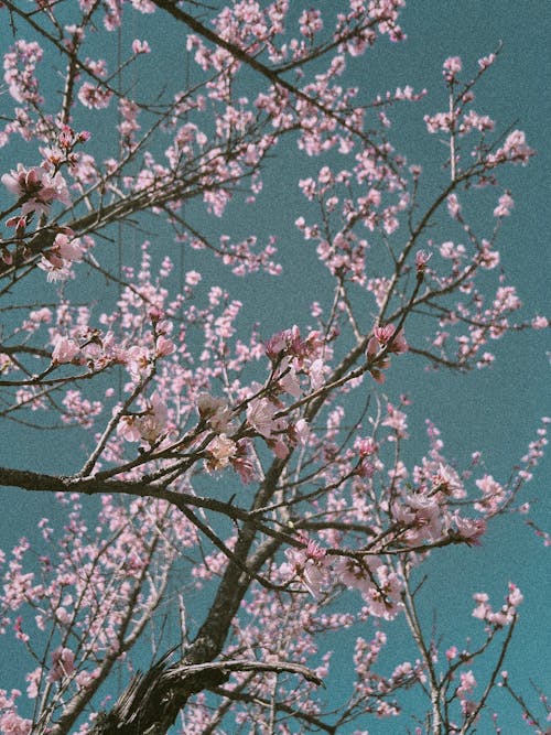 A photo of a tree with pink flowers