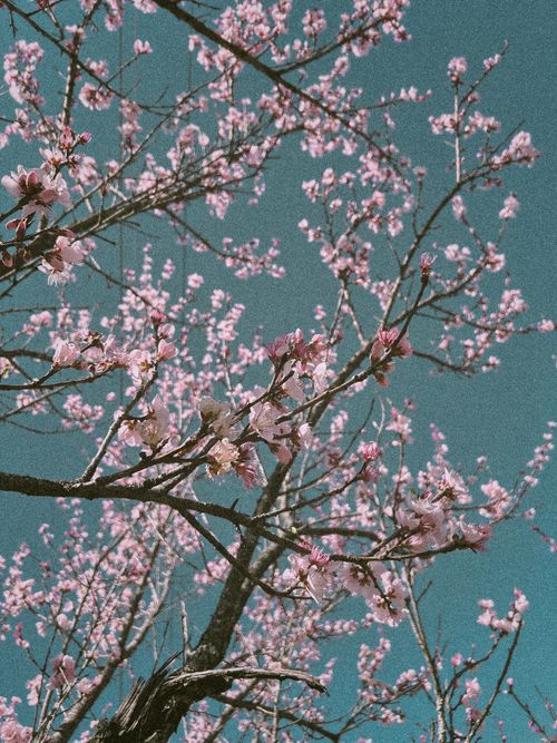 Free A stunning view of cherry blossoms against a vibrant blue sky in springtime. Stock Photo