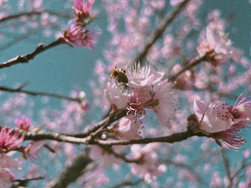 Imagine de stoc gratuită din albină, animal, arbore