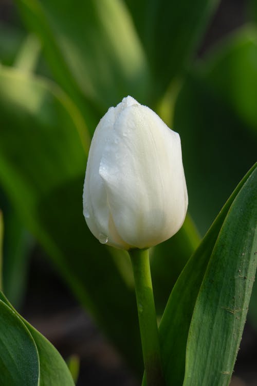 A single white tulip is blooming in the garden