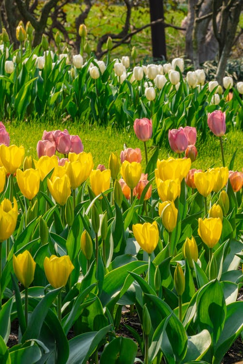 Gratis arkivbilde med åker, blomsterblad, delikat