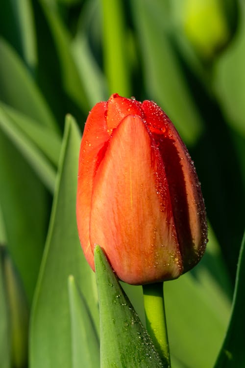A single red tulip is growing in the sun