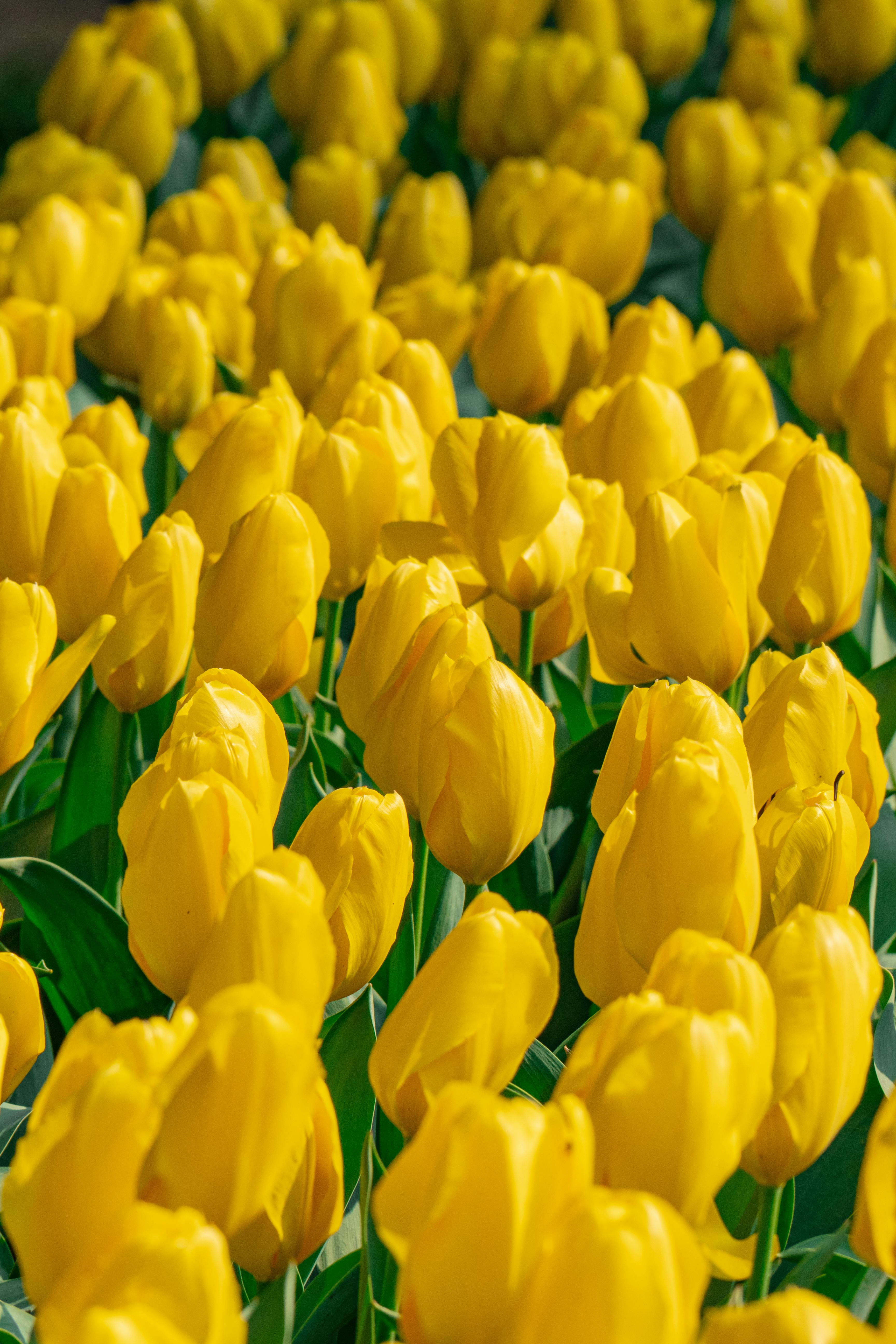 A stunning close-up of vibrant yellow tulips in a sunny outdoor field in Hangzhou, China.