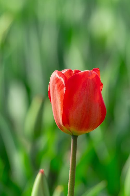 A single red tulip is standing in the middle of a green field