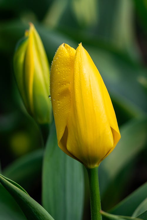 A yellow tulip with green leaves in the background