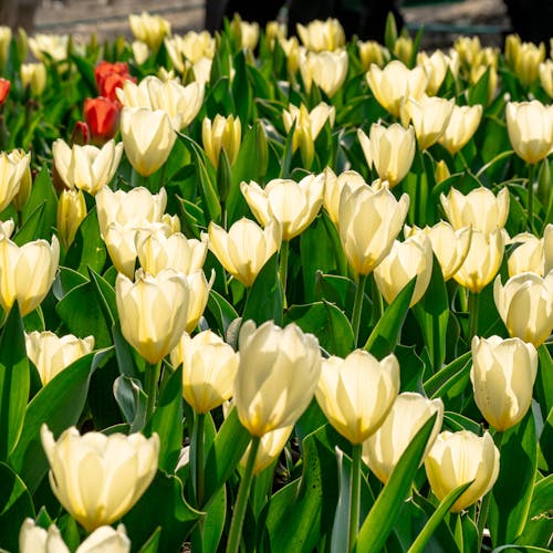 Gratis stockfoto met bloemen, fabrieken, gele bloemblaadjes