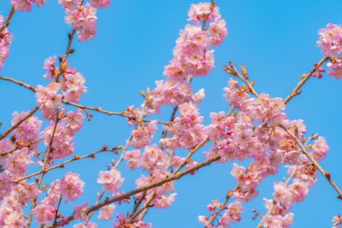 Foto profissional grátis de abundância, cereja, cor-de-rosa