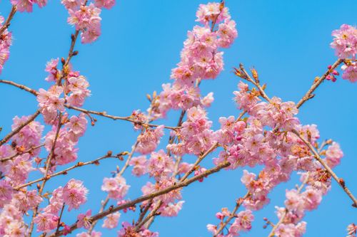 Free Beautiful cherry blossoms in Hangzhou, China, captured on a sunny spring day with clear blue skies. Stock Photo