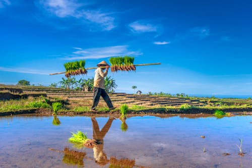 Asya, çiftçi, doğa içeren Ücretsiz stok fotoğraf