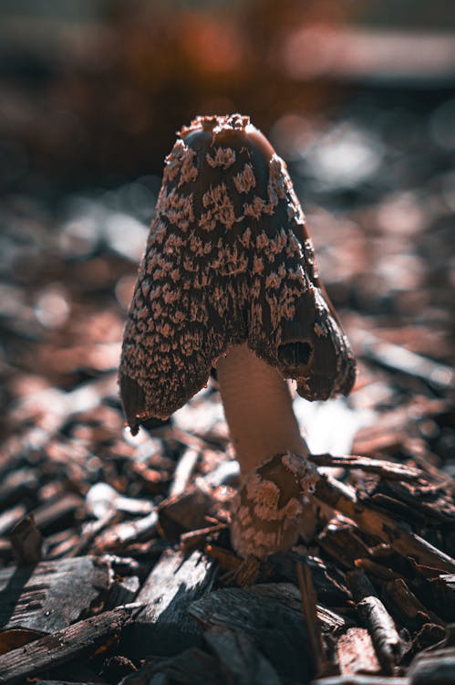 Mushroom in a Forest in Sunlight 