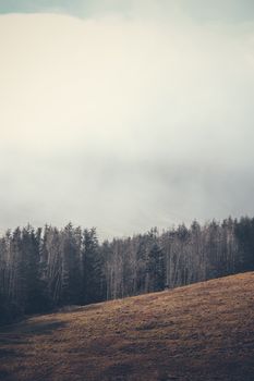 Serene misty forest at the edge of a Welsh countryside landscape, capturing nature's tranquility.