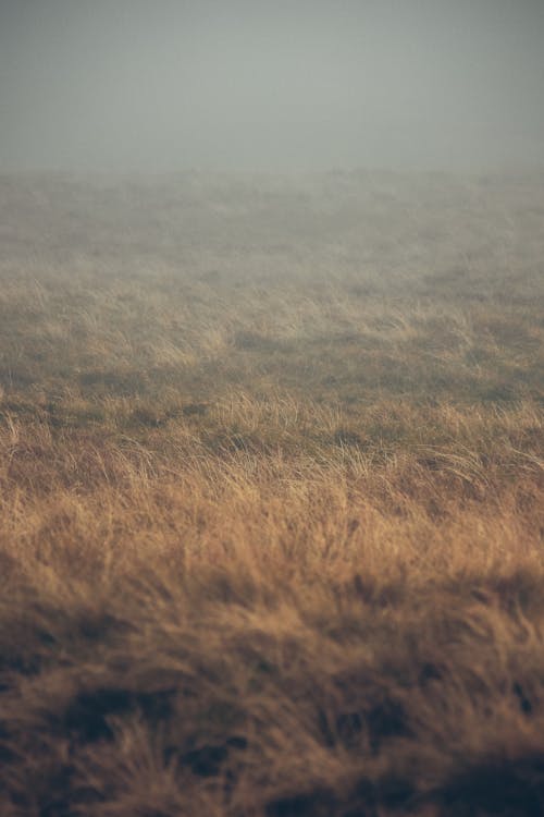 Fog over Grassland