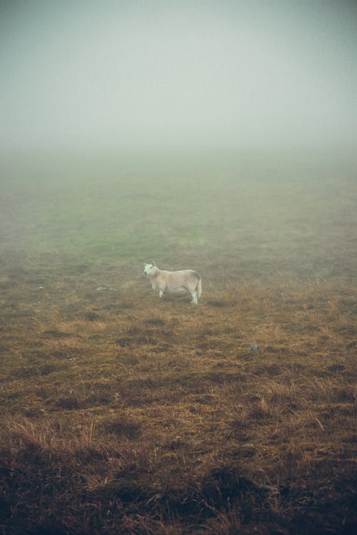 Foto d'estoc gratuïta de bestiar, boira, fotografia d'animals