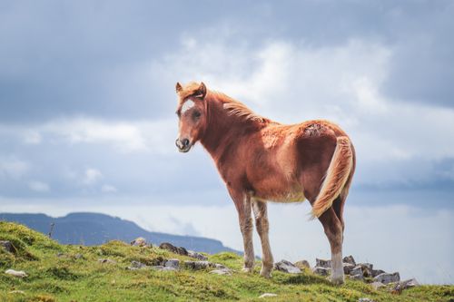 Free A beautiful horse stands on a grassy hillside in Wales, United Kingdom. Stock Photo