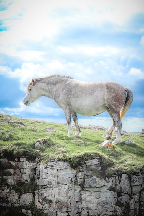 Horse on Grassland with Rocks