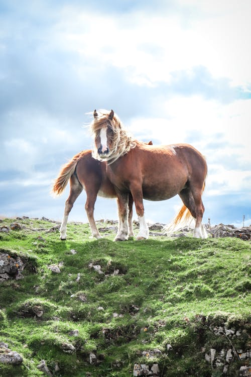 Two horses standing on a grassy hillside