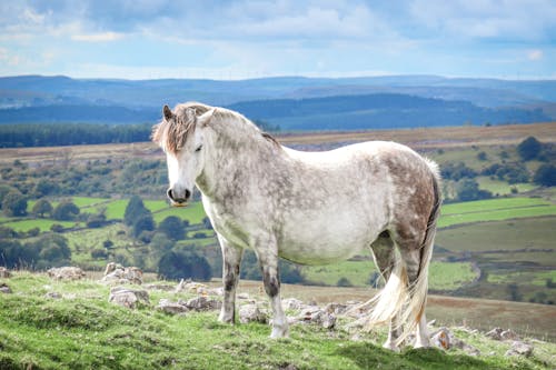 A horse standing on a grassy hillside