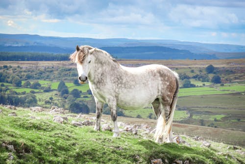 Foto profissional grátis de campina, colina, fotografia animal