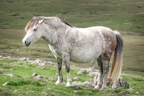 Foto profissional grátis de branco, campina, cavalo
