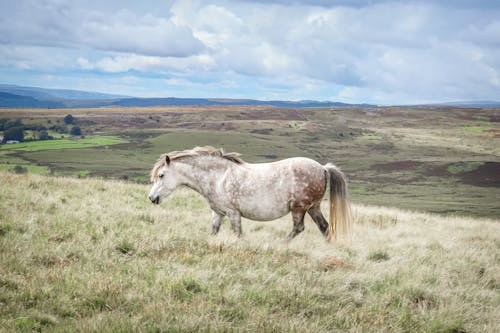 A horse is walking on a grassy field