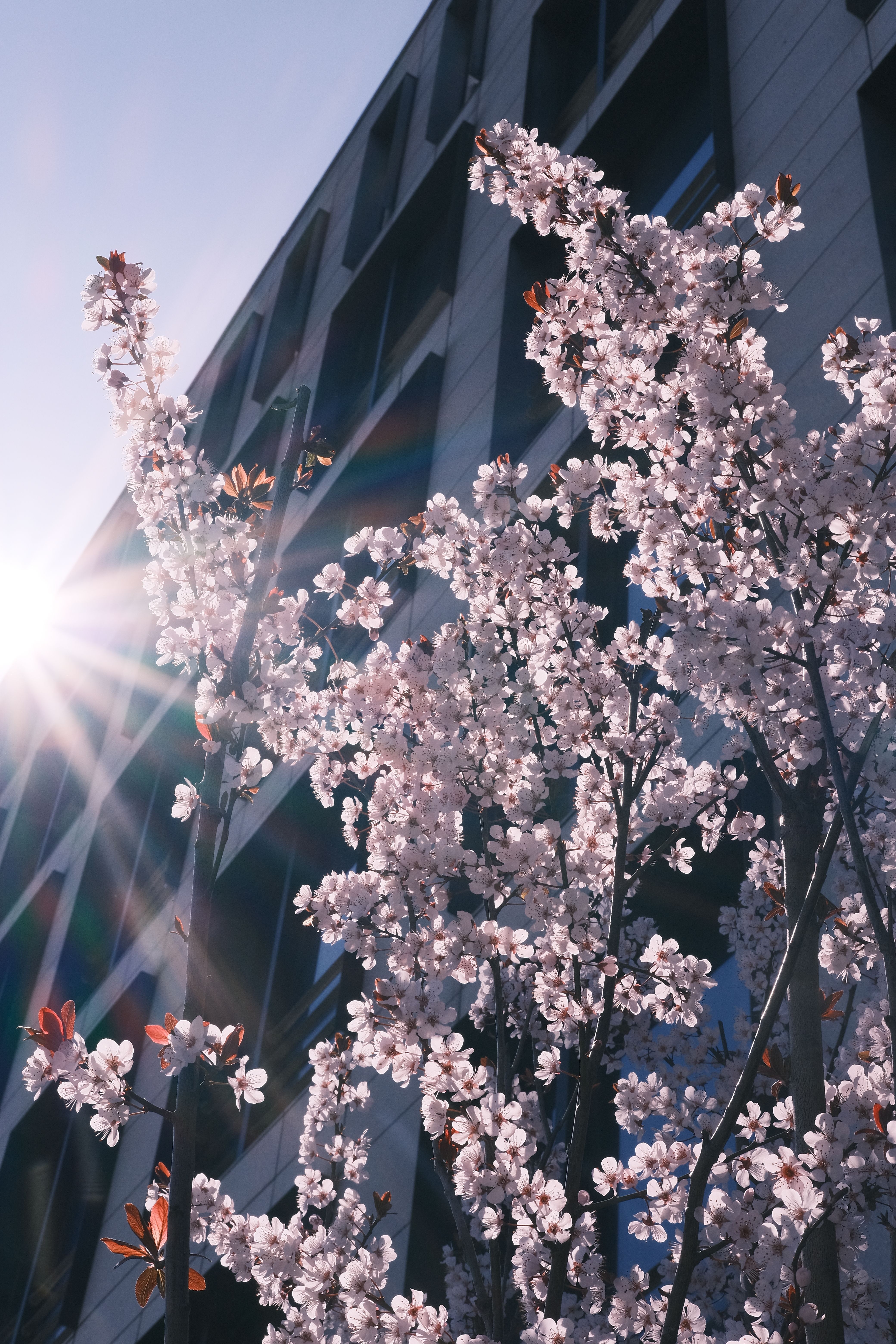 Cherry blossoms with sunlight against a building in Chengdu, capturing spring's beauty and architectural contrast.