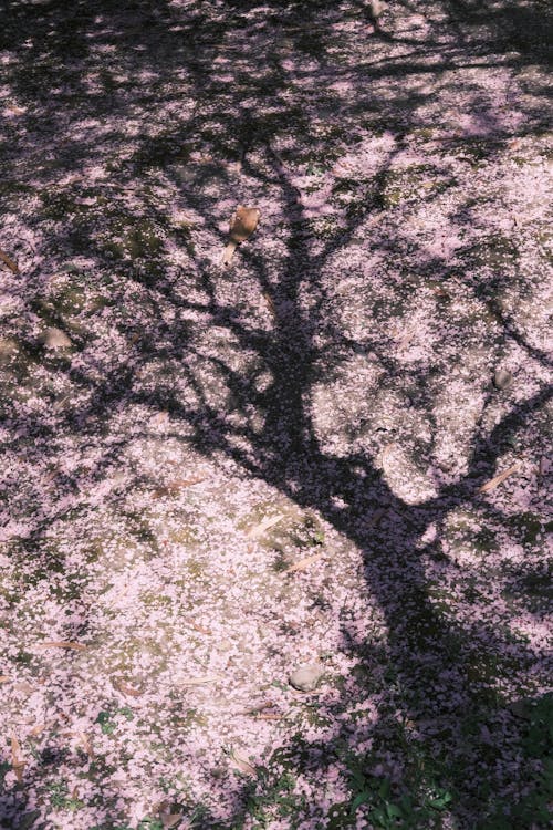 A tree with a shadow on the ground