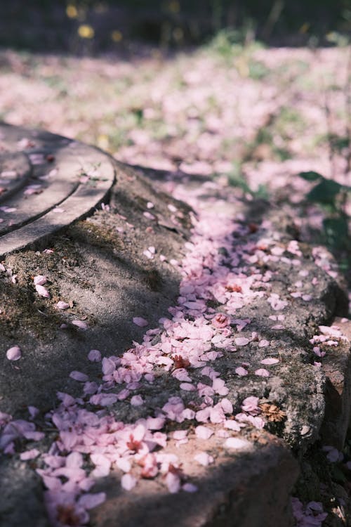 Cherry blossoms on the ground in front of a stone