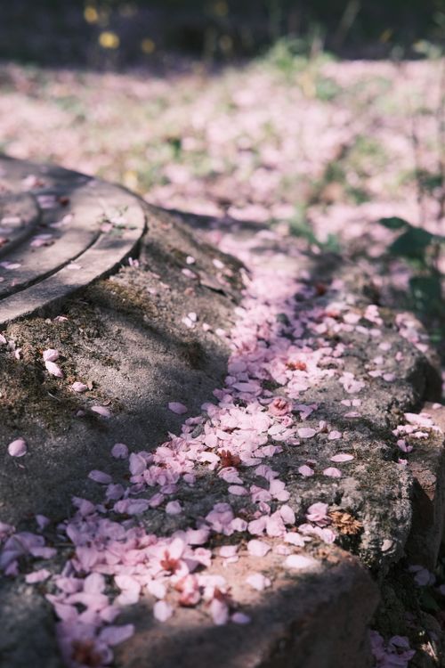 Free Beautiful pink cherry blossoms scattered on a stone path in Chengdu, capturing the essence of spring. Stock Photo